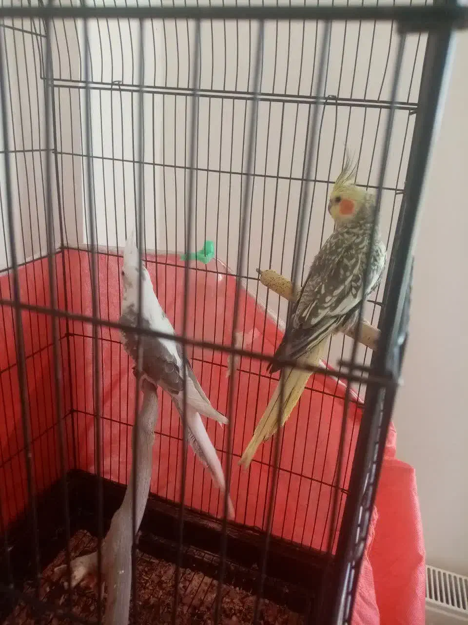 عروس هلندی|پرنده|مینودشت, |دیوار