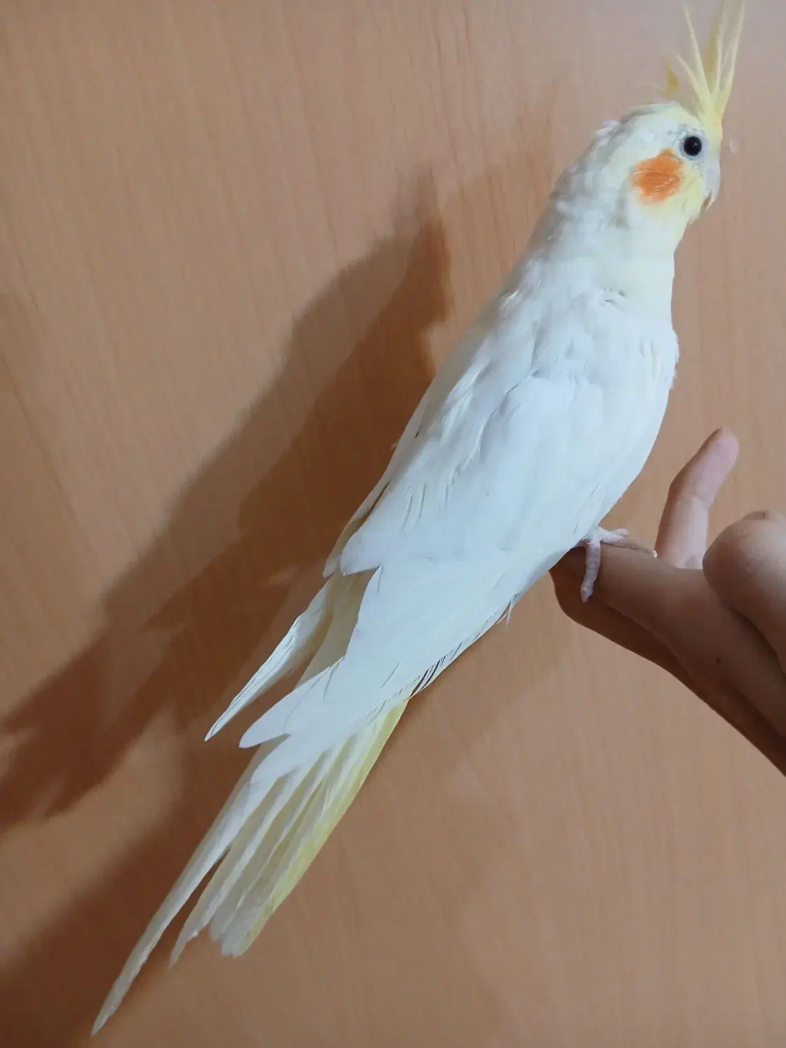 عروس هلندی|پرنده|تهران, مسعودیه|دیوار