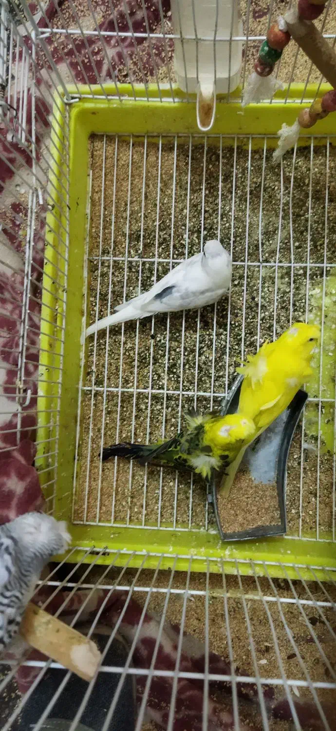طوطی برزیلی مرغ عشق پروانه ای|پرنده|گراش, |دیوار