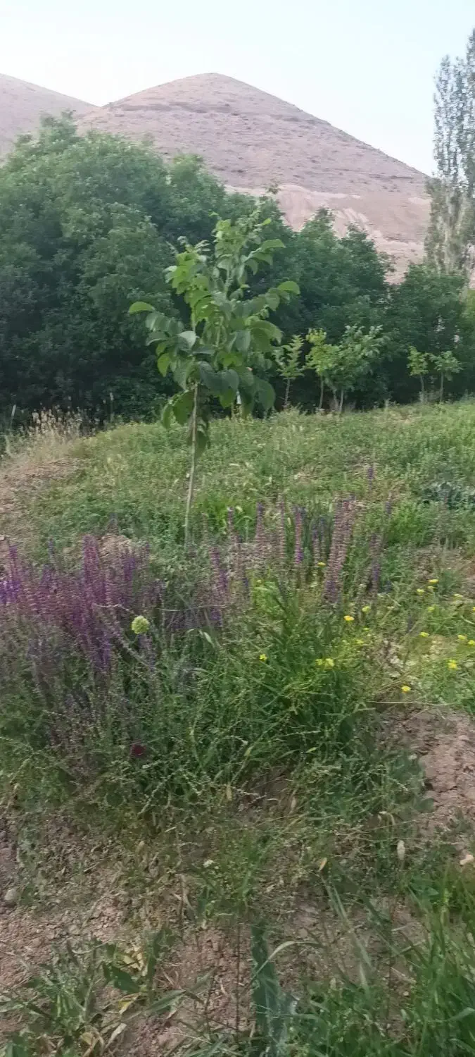 باغ کشاورزی|فروش دفتر صنعتی، کشاورزی، تجاری|آذرشهر, |دیوار