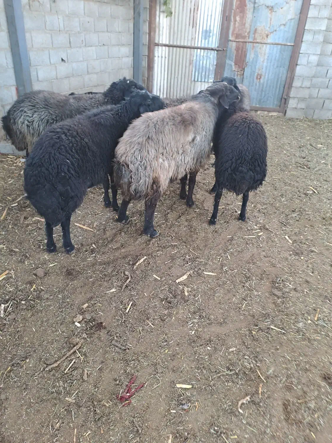 قوچ بره قوچ|حیوانات مزرعه|خمینیشهر, |دیوار