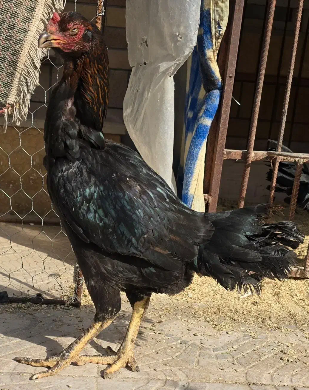 مرغ لاری|حیوانات مزرعه|سیرجان, |دیوار