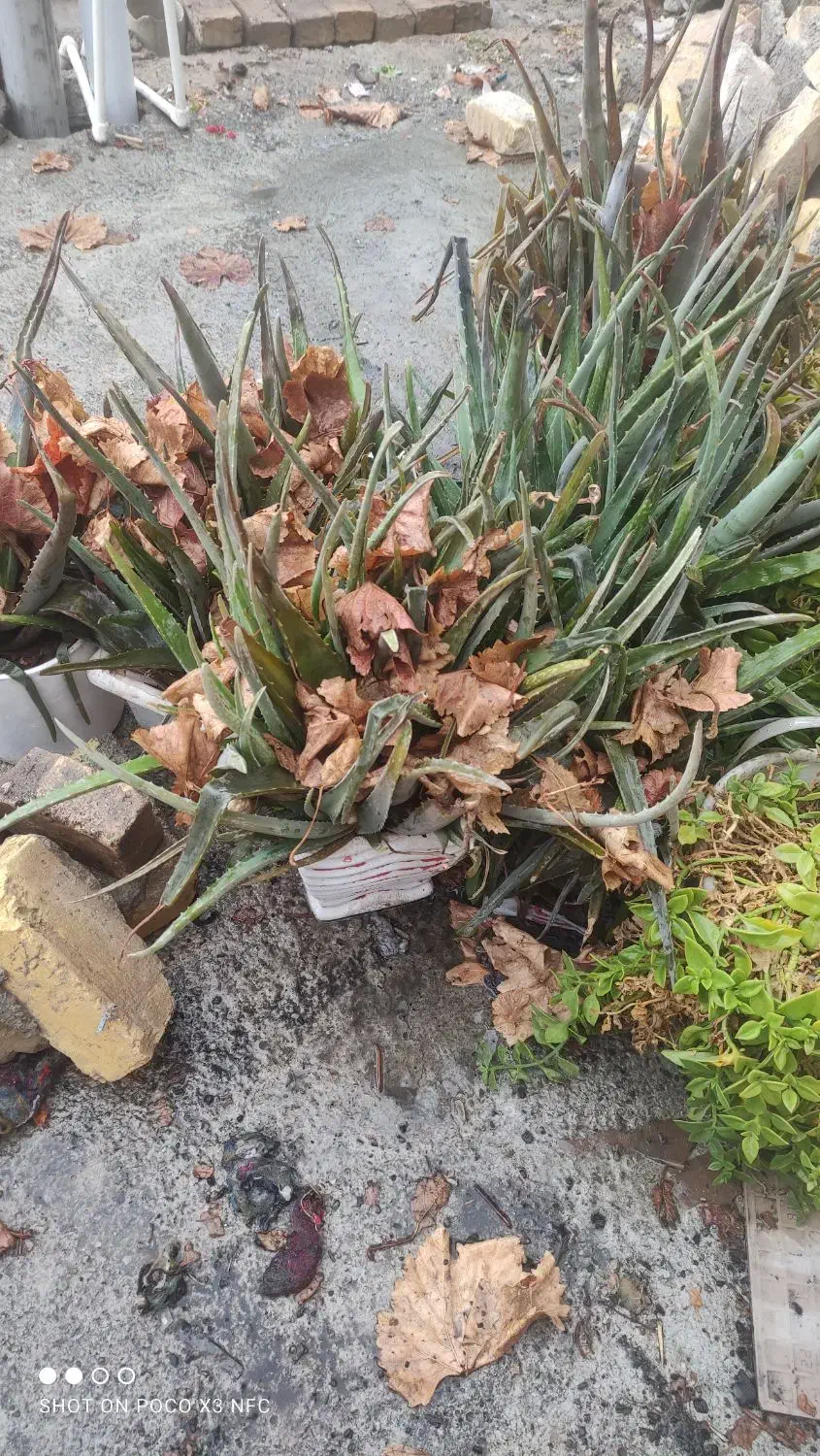 گل آلوورا|گل و گیاه طبیعی|رباط‌کریم, الارد|دیوار