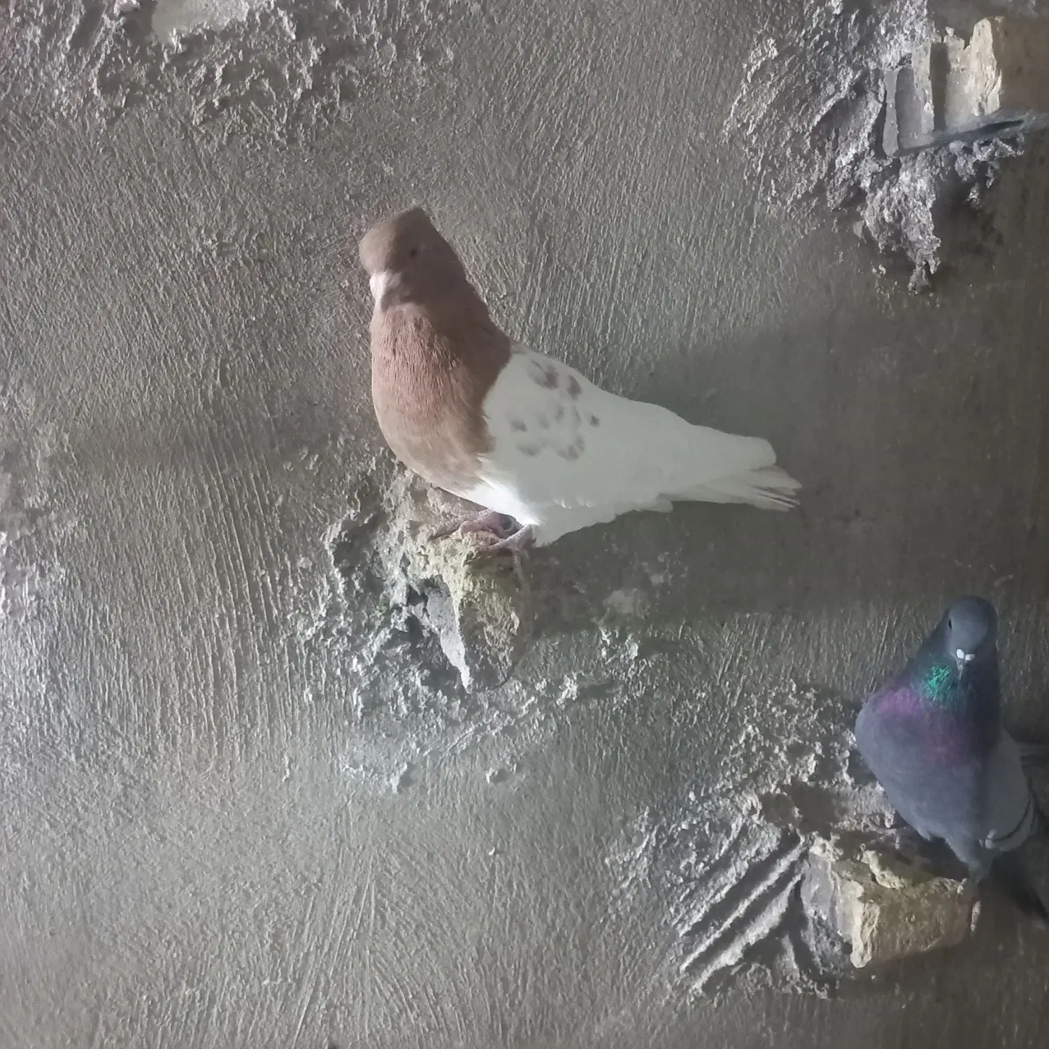 نره کله زرد|پرنده|پاپی, |دیوار