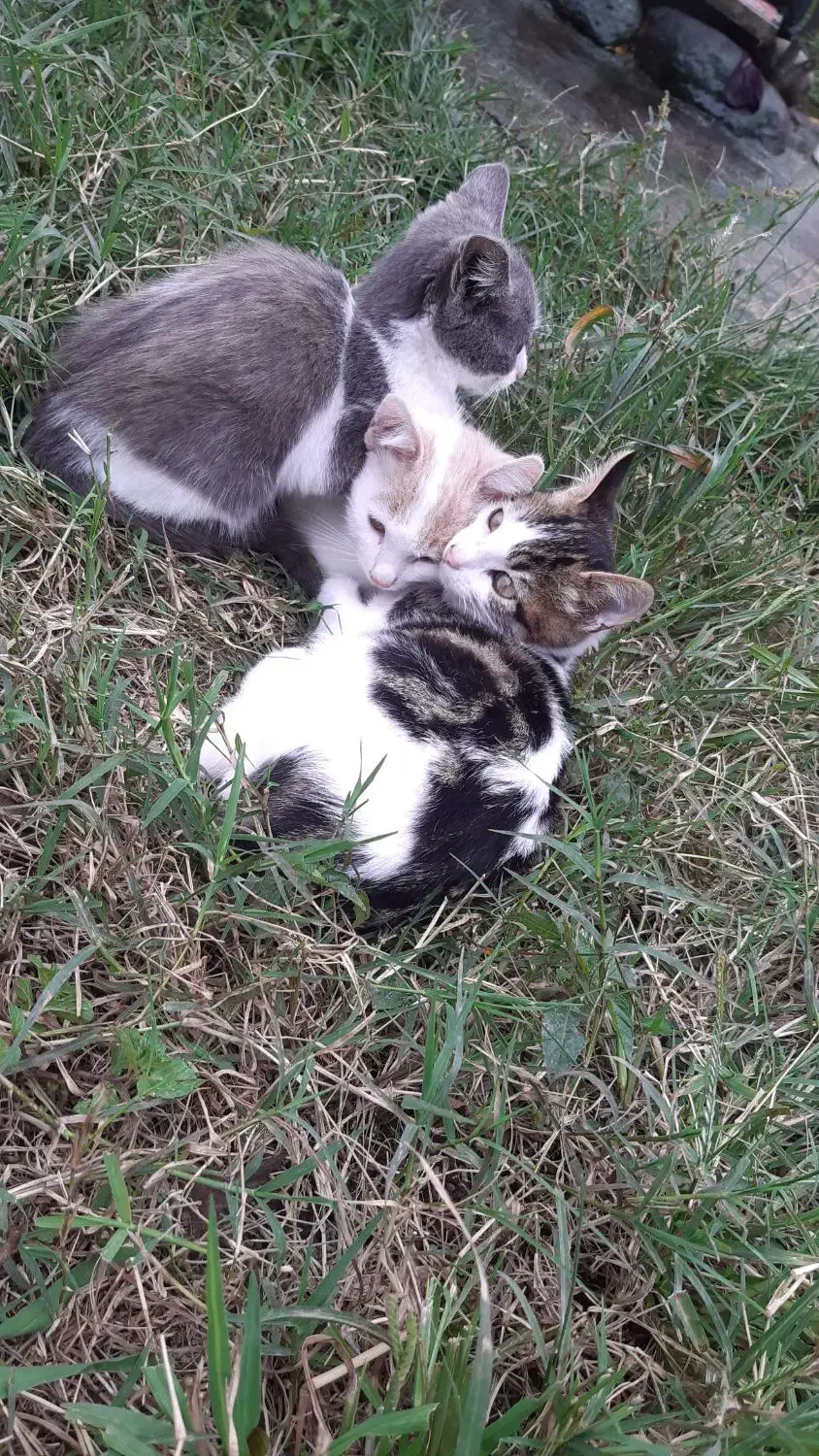 گربه|گربه|آستارا, |دیوار