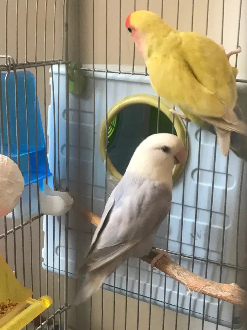 طوطی برزیلی|پرنده|سنقر, |دیوار