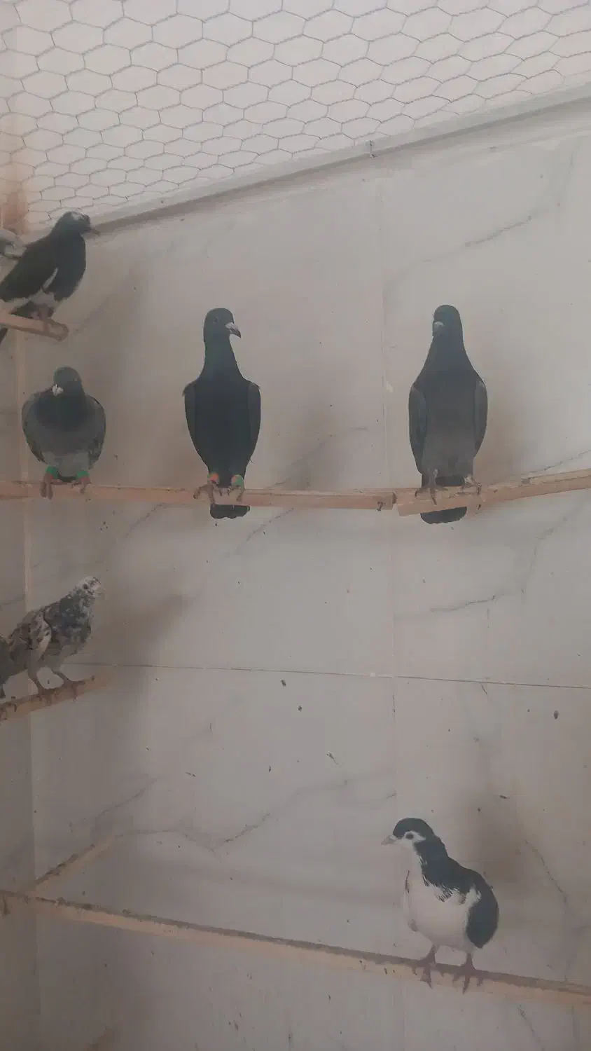 کبوترپرشی|پرنده|قزوین, |دیوار