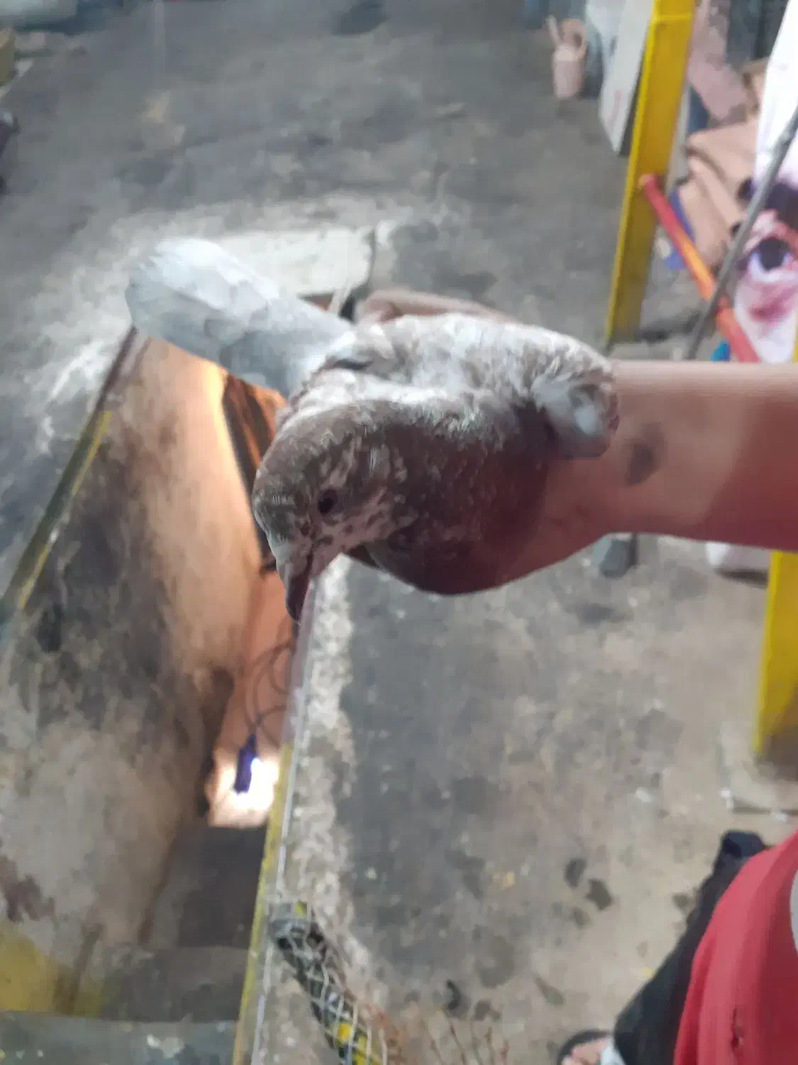 ۶تاکفتر به علت نبودن جامی فروشم|پرنده|اسلامشهر, شهرک محمدیه|دیوار