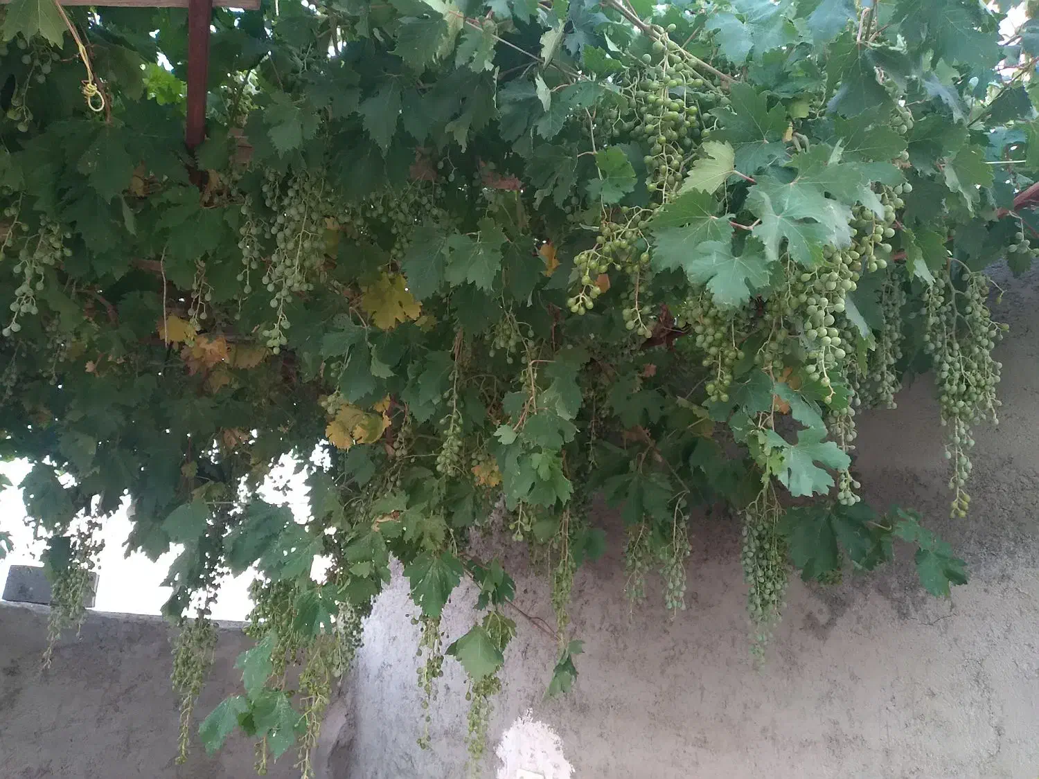 گاوداری ۵۰ راسی مجتمع زینعلی مهدیشهر|فروش دفتر صنعتی، کشاورزی، تجاری|مهدی شهر, |دیوار