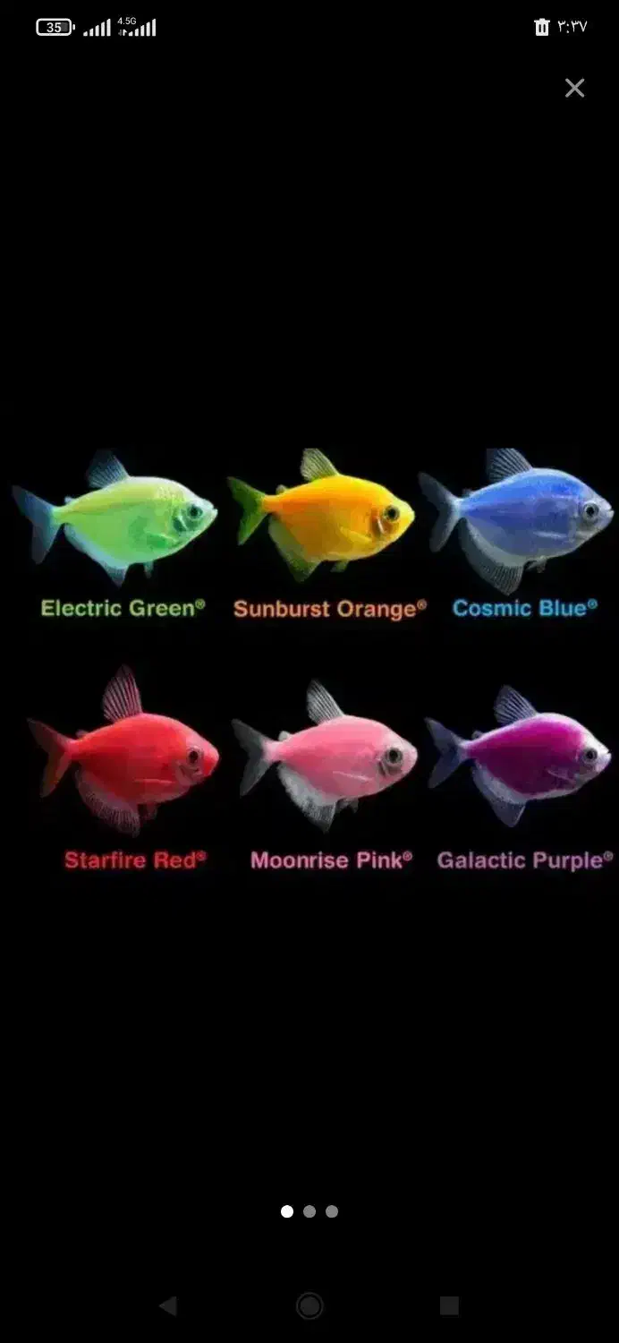 رنگ رنگی ماهی خوشگل|ماهی|تبریز, |دیوار