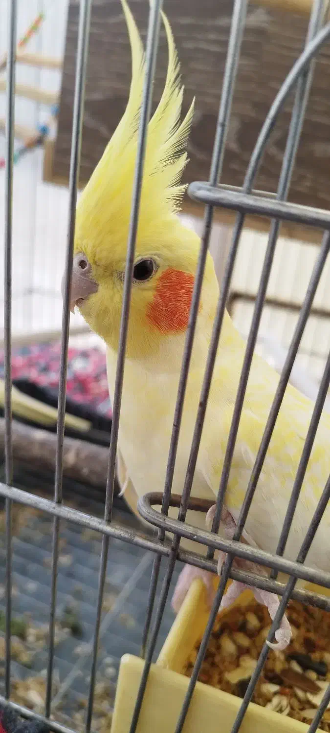 عروس هلندی|پرنده|رزن, |دیوار