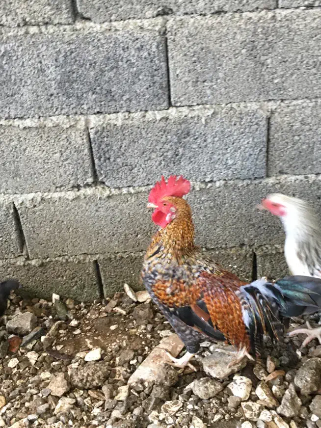 خروس فونیکس|حیوانات مزرعه|کیلان, |دیوار