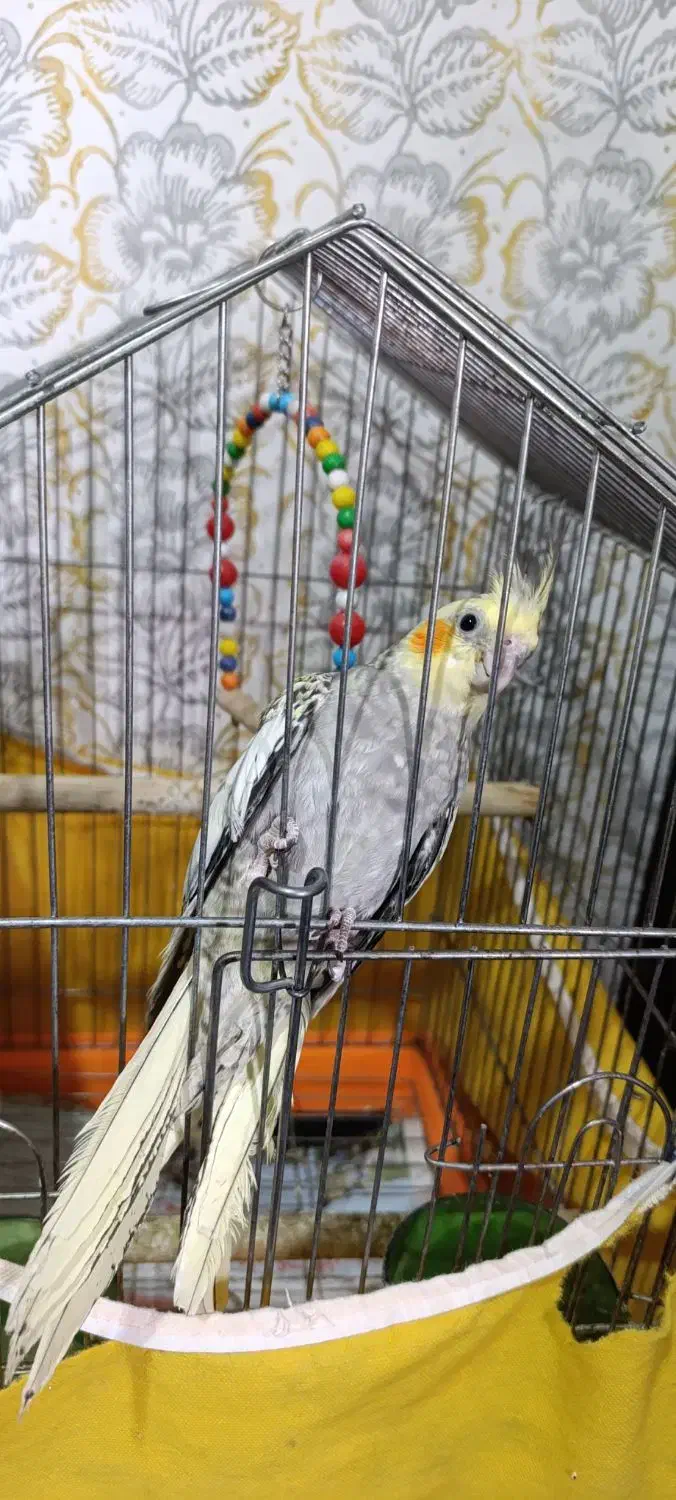 عروس هلندی|پرنده|ساری, |دیوار