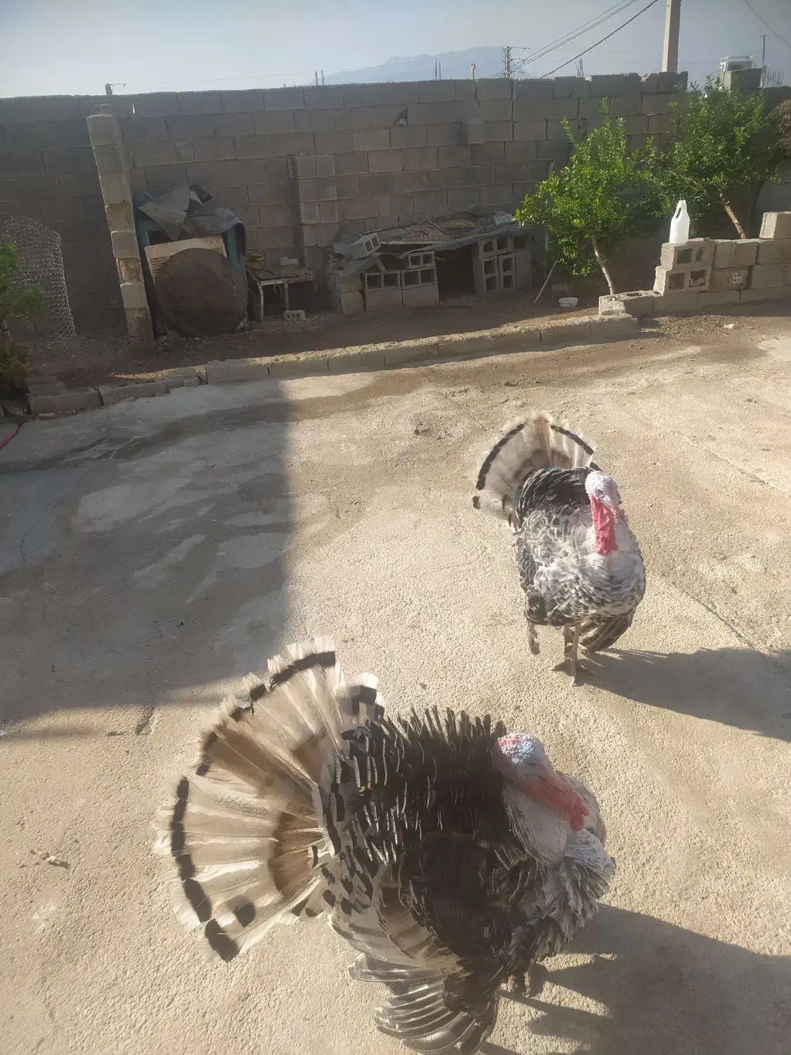 بوقلمون نر|حیوانات مزرعه|لنده, |دیوار