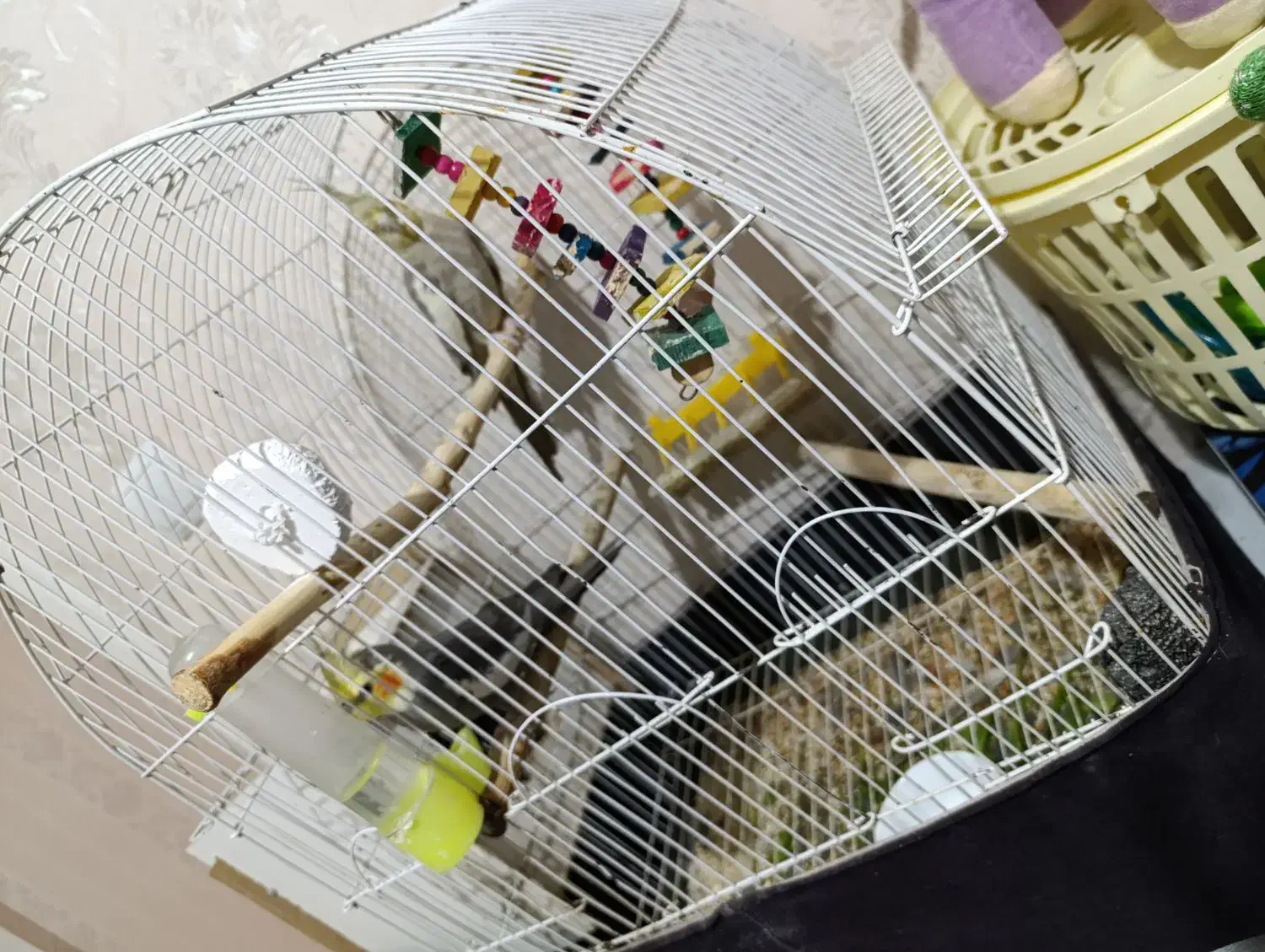 طوطی عروس هلندی سخنگو|پرنده|اردبیل, |دیوار