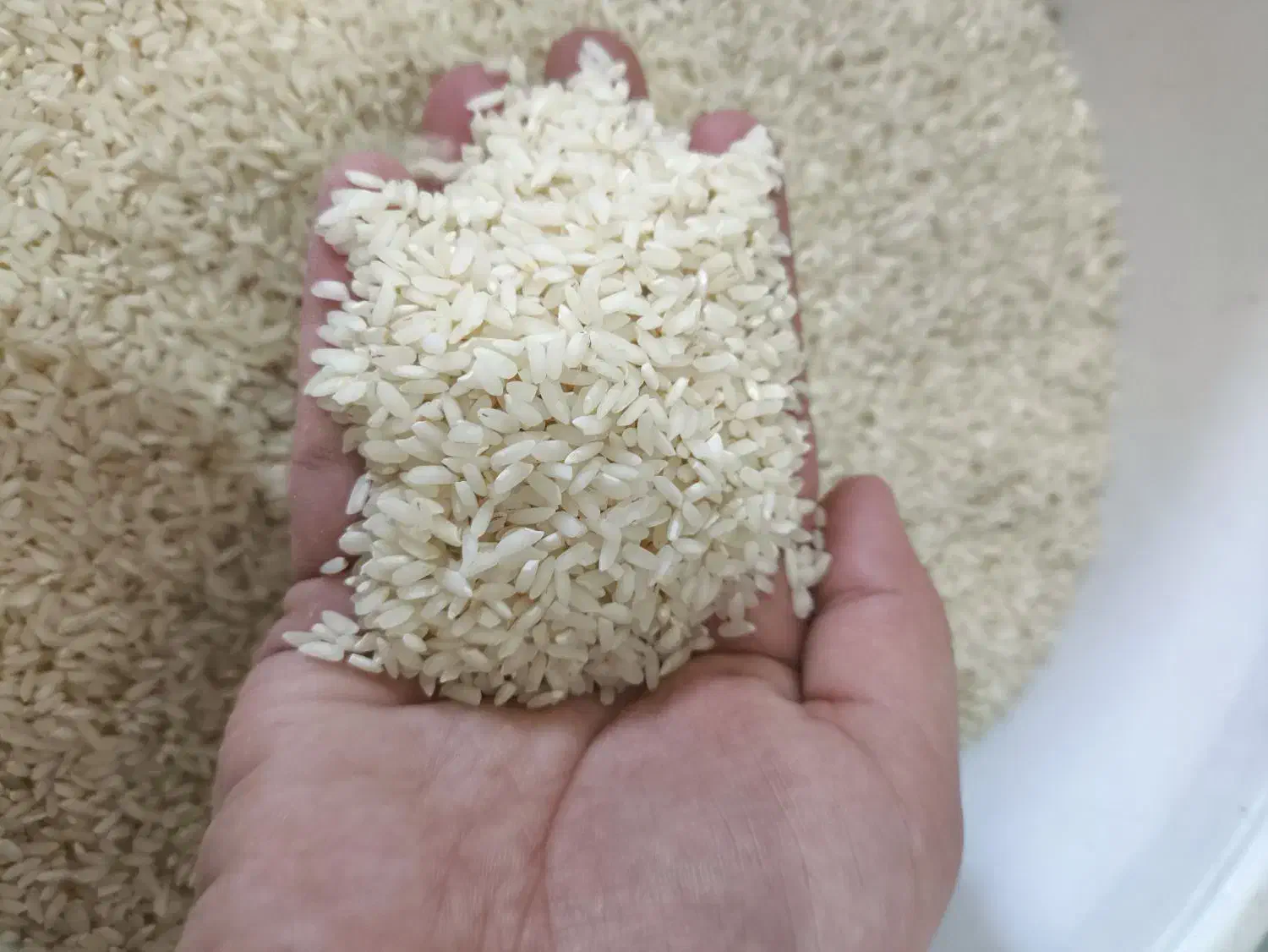 برنج چمپا محلی اصل|خوردنی و آشامیدنی|لیکک, |دیوار