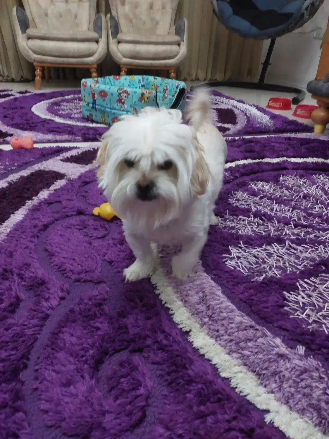 فروش سگ خانگی|سگ|برخوار, |دیوار