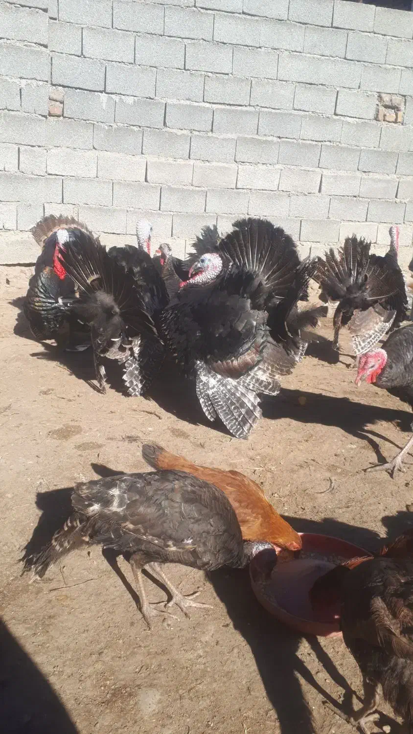 فروش بوقلمون نر ماده چاق|حیوانات مزرعه|کشاورز, |دیوار