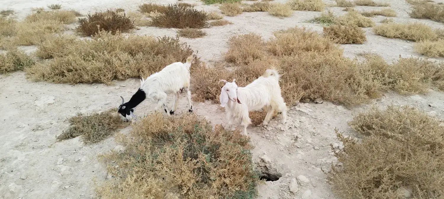 بز ماده|حیوانات مزرعه|اهرم, |دیوار