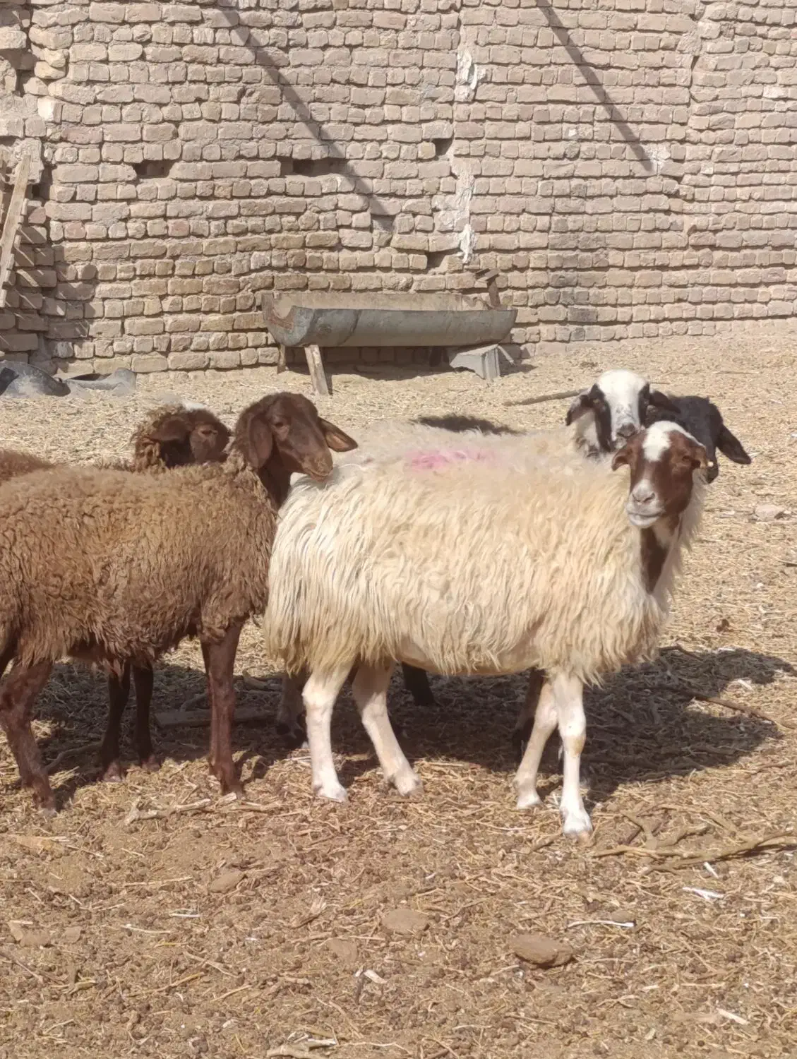 دو عدد میش 3بره ماده همشون جنس|حیوانات مزرعه|کاشان, مشکات|دیوار
