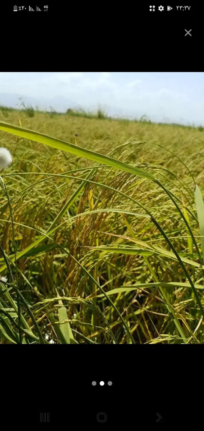 شالی بذری|عمده‌فروشی|کلاله, |دیوار