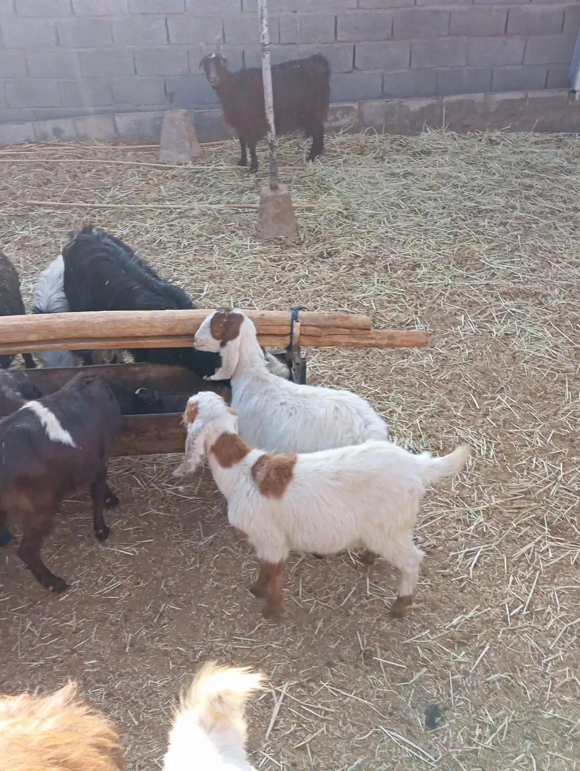 بز بزغاله|حیوانات مزرعه|جعفرآباد, |دیوار