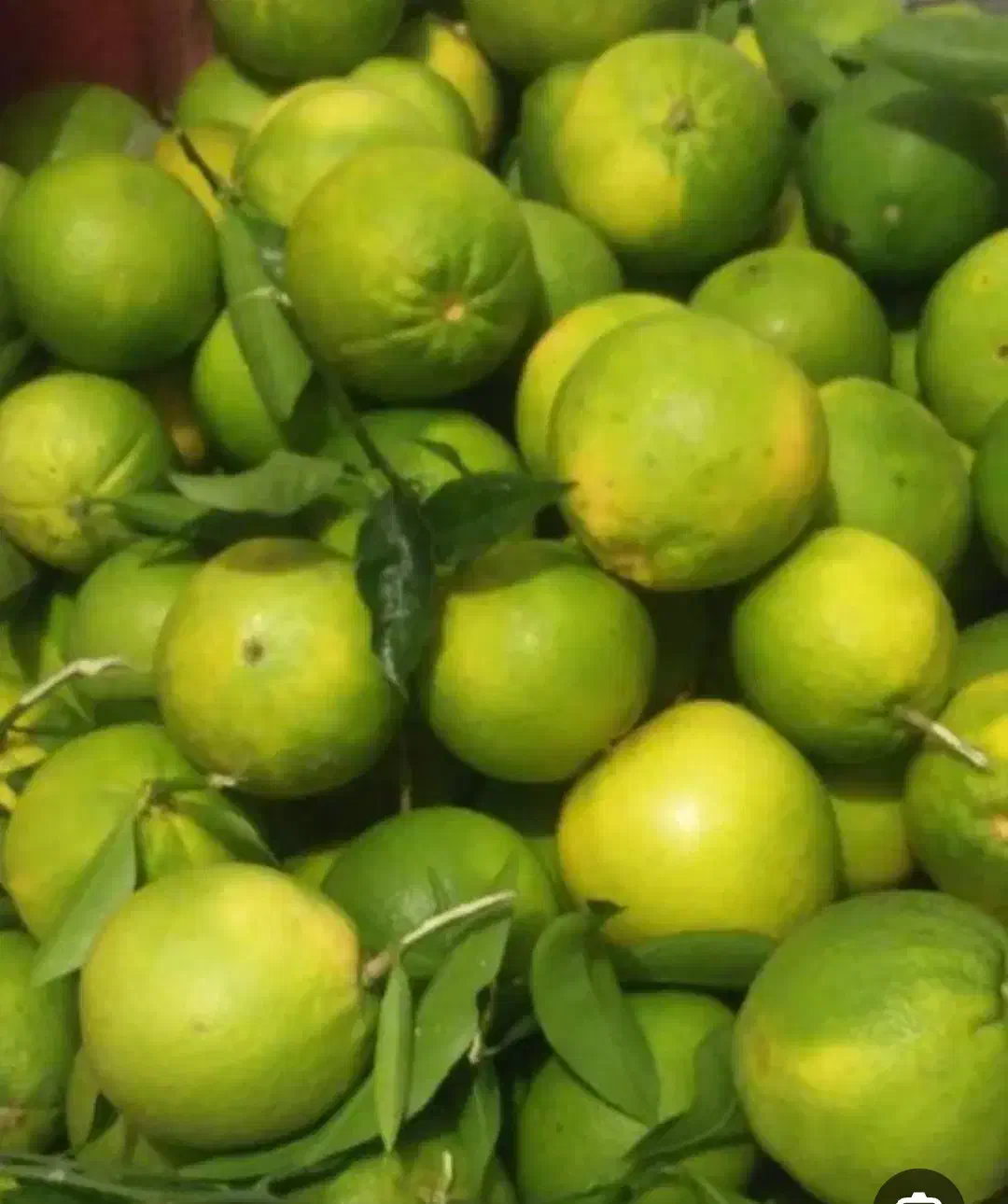 فروش نارنج خوش رنگ آب دار قیمت ۲۵|حراج|عباسآباد, |دیوار