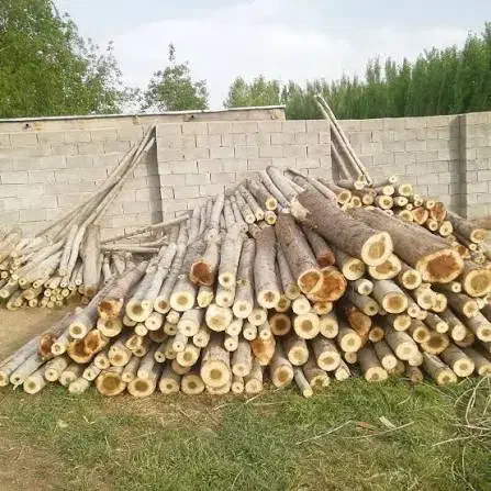 خرید همه نوع چوب|خدمات باغبانی و درختکاری|اردبیل, |دیوار