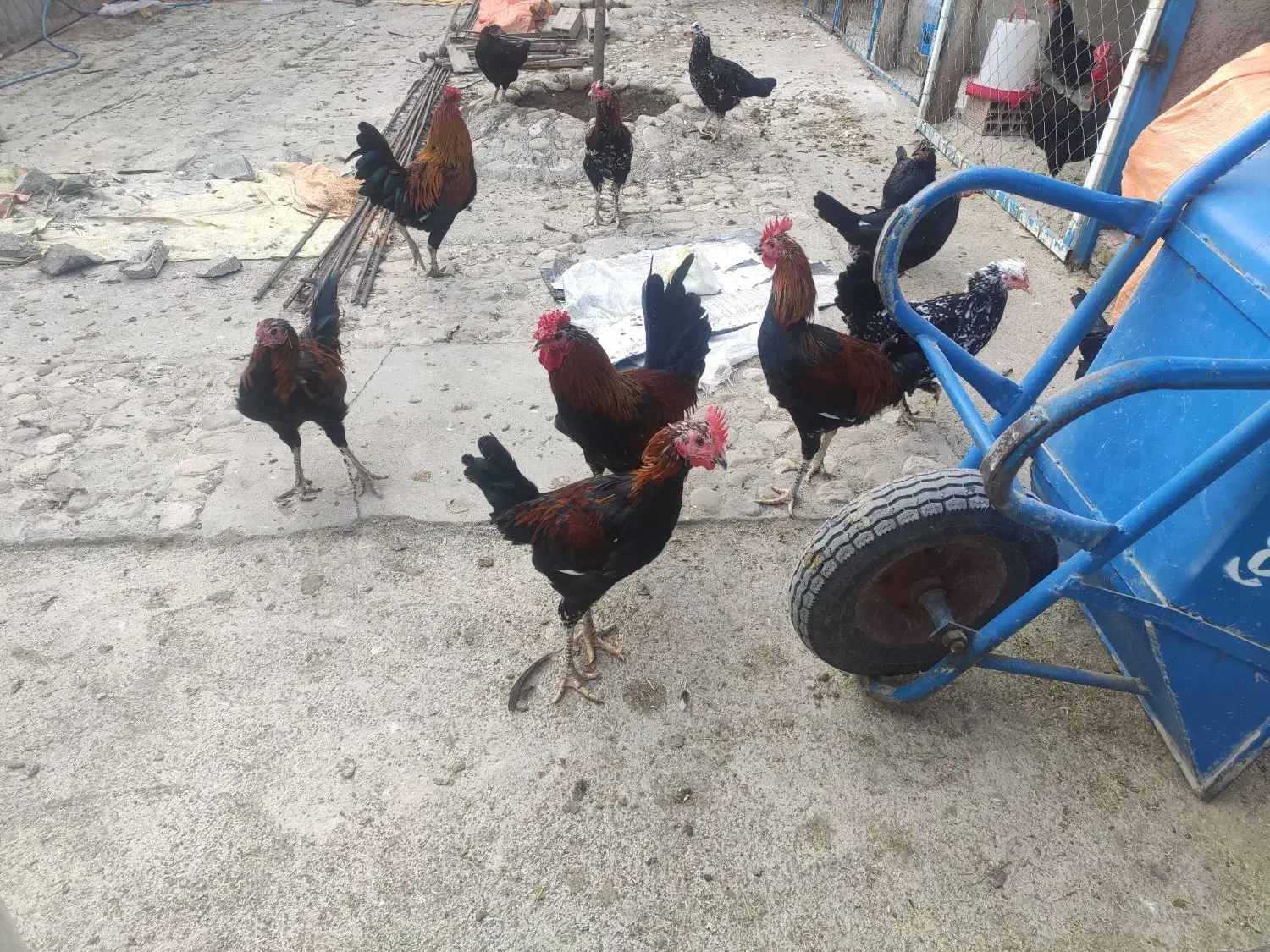 خروس محلی|حیوانات مزرعه|بهشهر, |دیوار