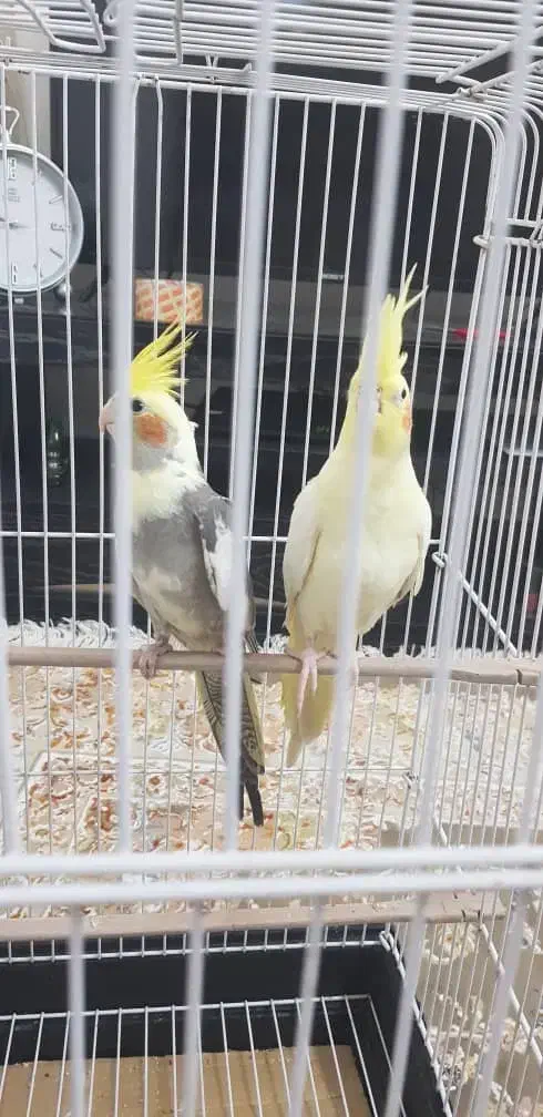 عروس هلندی|پرنده|لنگرود, |دیوار