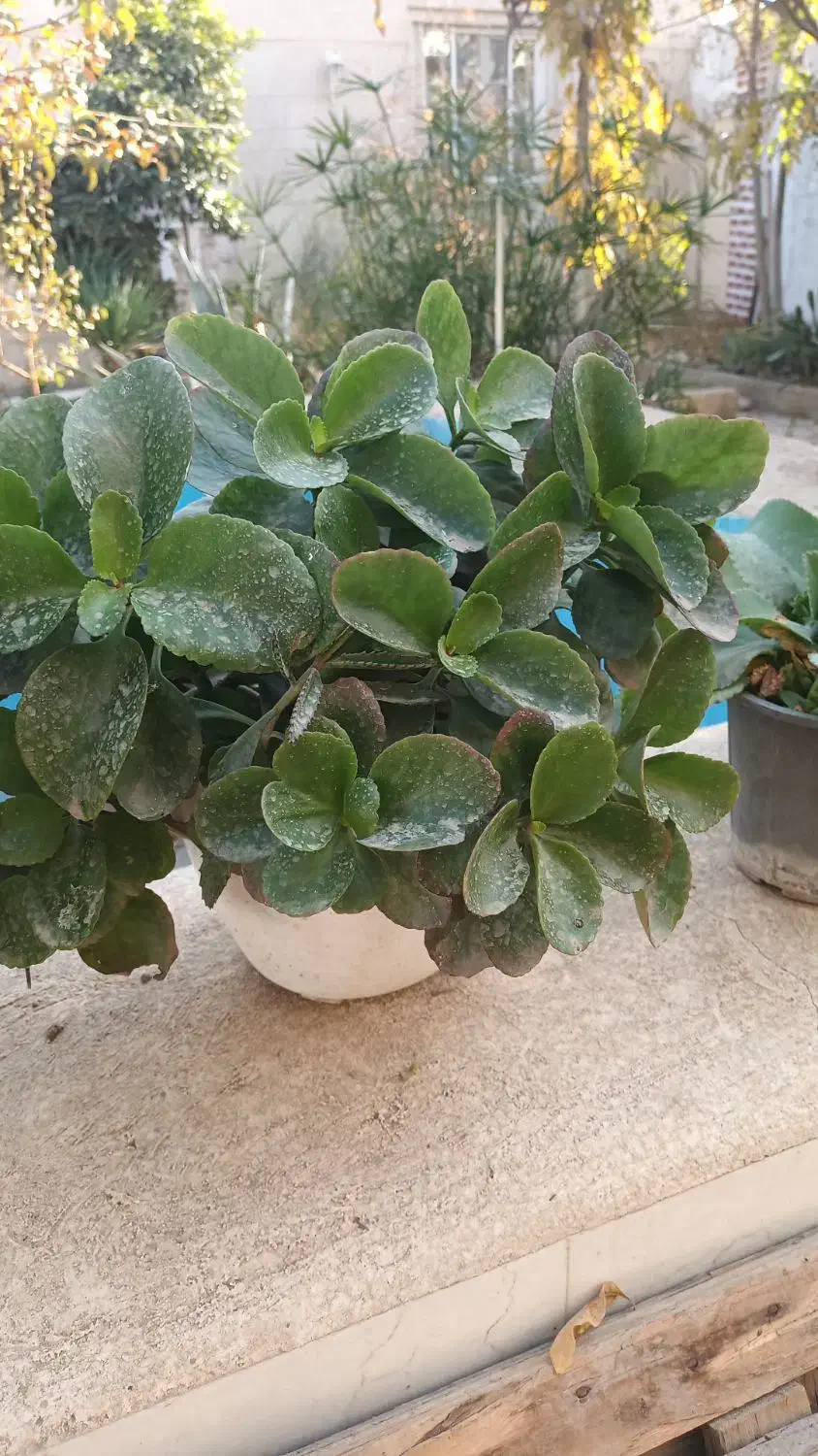 انواع گلهای طبیعی|گل و گیاه طبیعی|ورامین, ورامین|دیوار