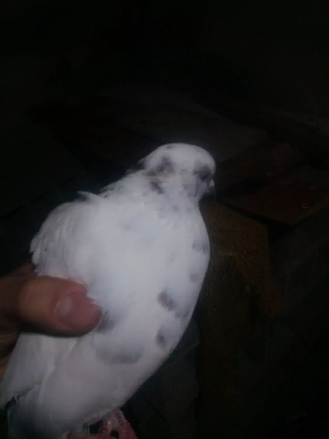 کبوتر|پرنده|لوندویل, |دیوار