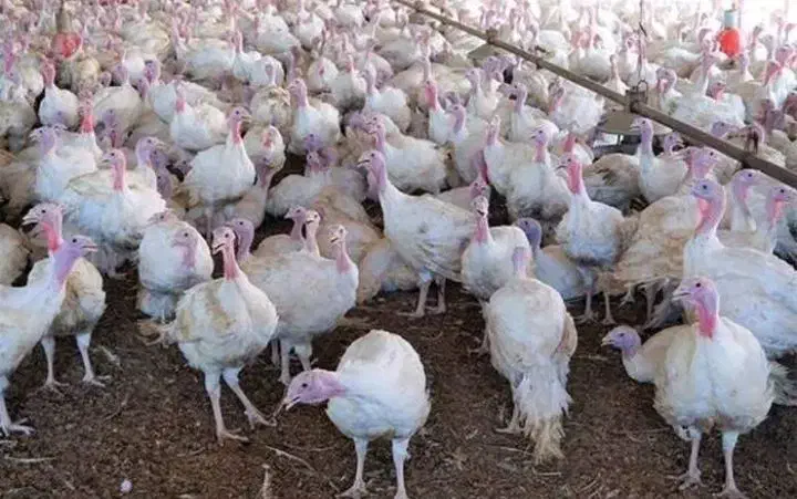 بوقلمون بیوتی فوق سنگین|حیوانات مزرعه|رشت, منظریه|دیوار