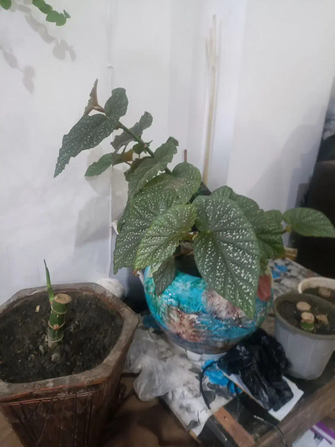 گل طبیعی|گل و گیاه طبیعی|ملایر, |دیوار