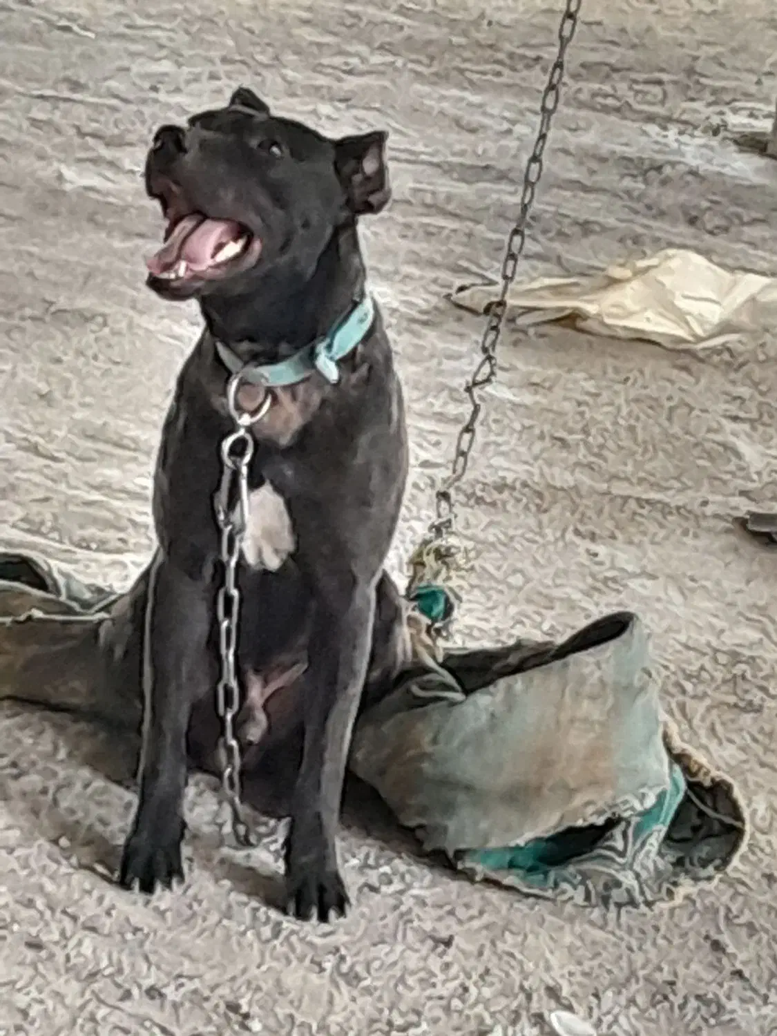 معاوضه|سگ|چوار, |دیوار