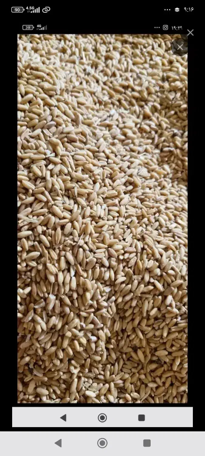 گندم دیم|لوازم جانبی حیوانات|همدان, |دیوار