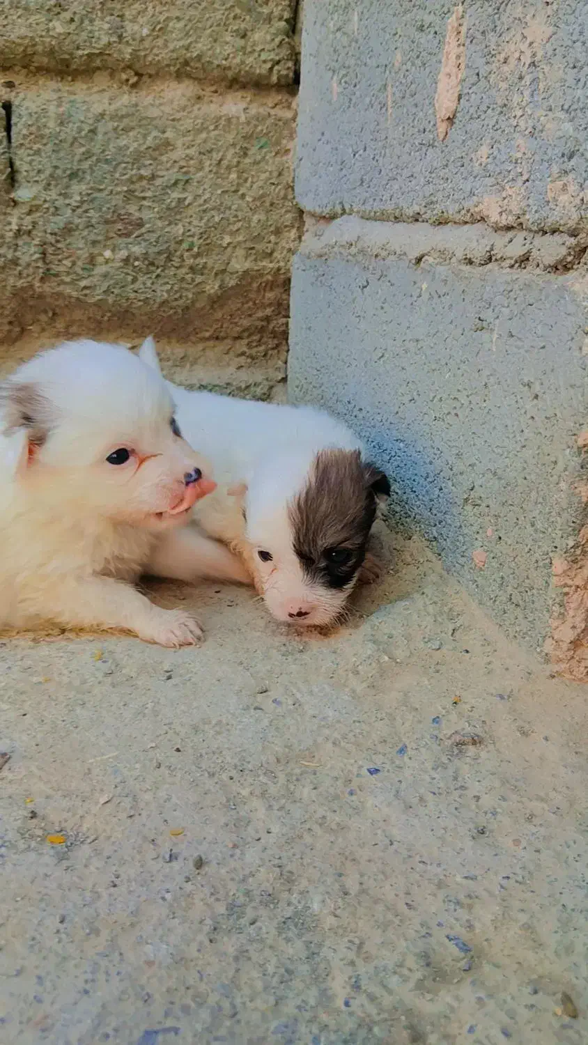 سگ پاکوتاه اشپیتز|سگ|کهنوج, |دیوار