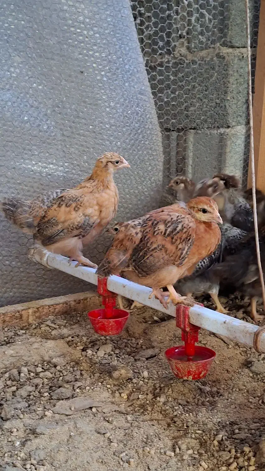 جوجه مرغ ۵۰ روز|حیوانات مزرعه|قائمشهر, |دیوار