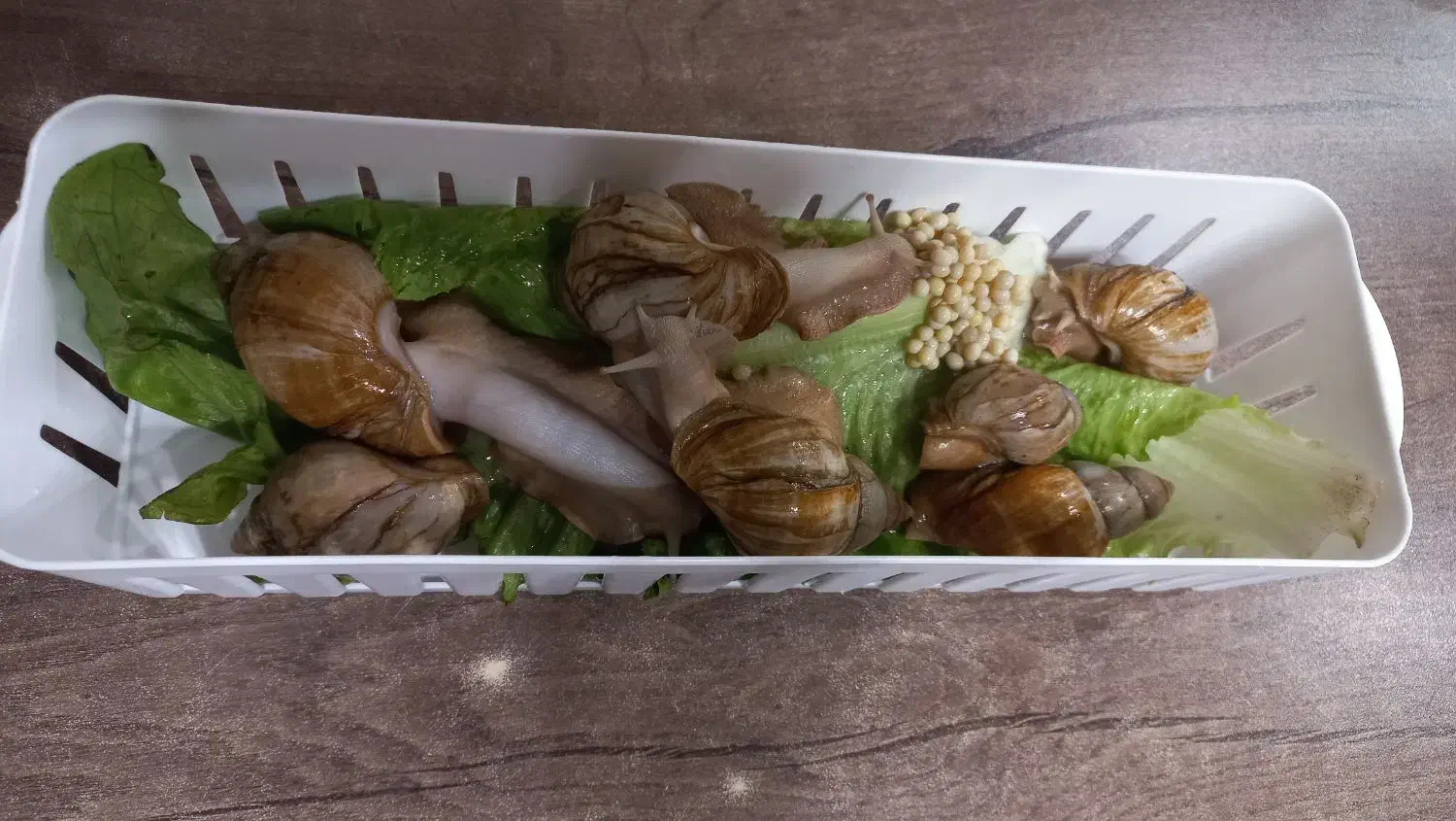 حلزون آلبینو تخم گذار|خزنده|کرج, شاهینویلا|دیوار