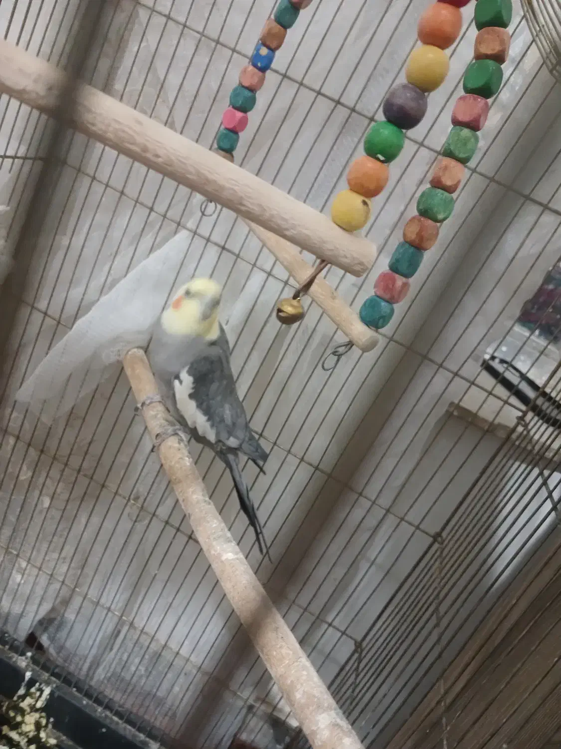 عروس هلندی|پرنده|فرخ‌شهر, |دیوار