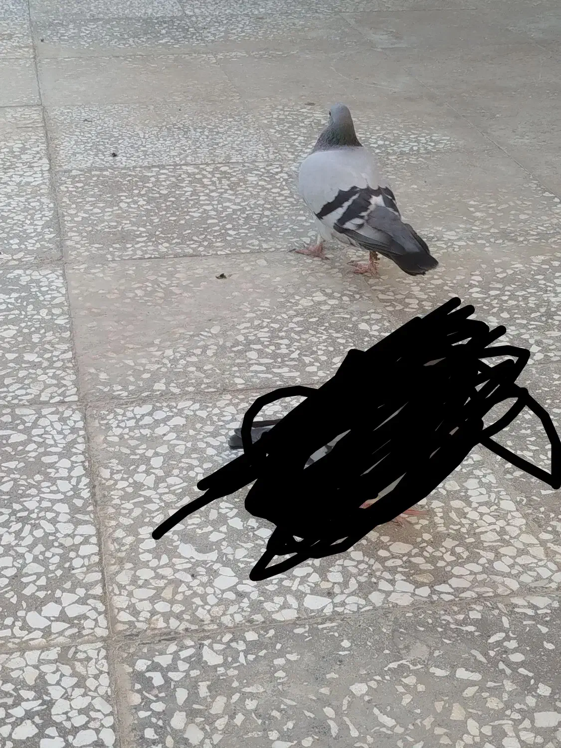 گم شده|پرنده|زهک, |دیوار