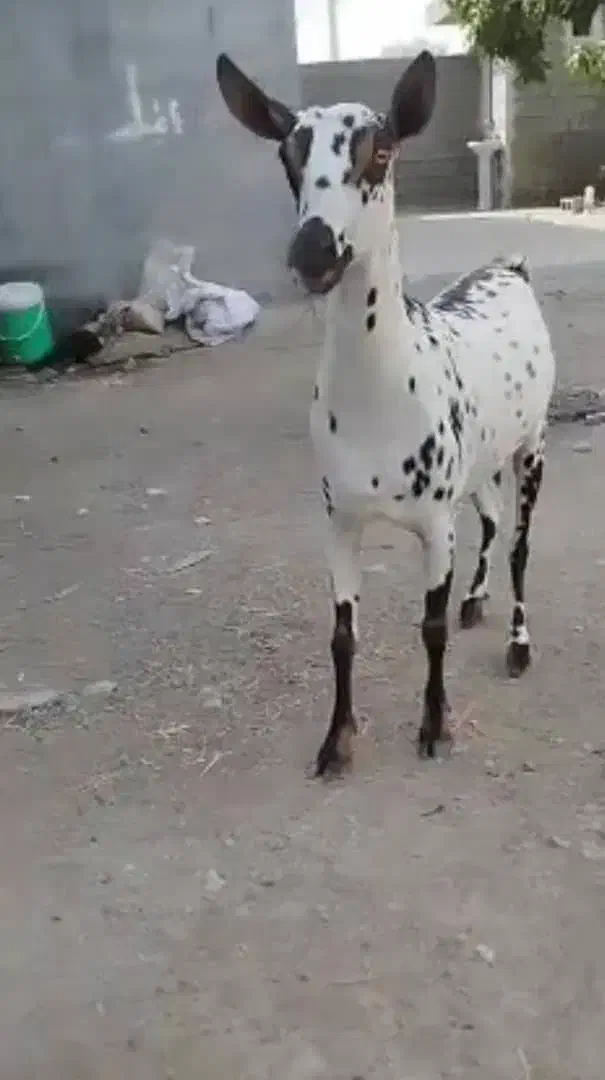 صلاله گلتوپی|حیوانات مزرعه|میناب, |دیوار