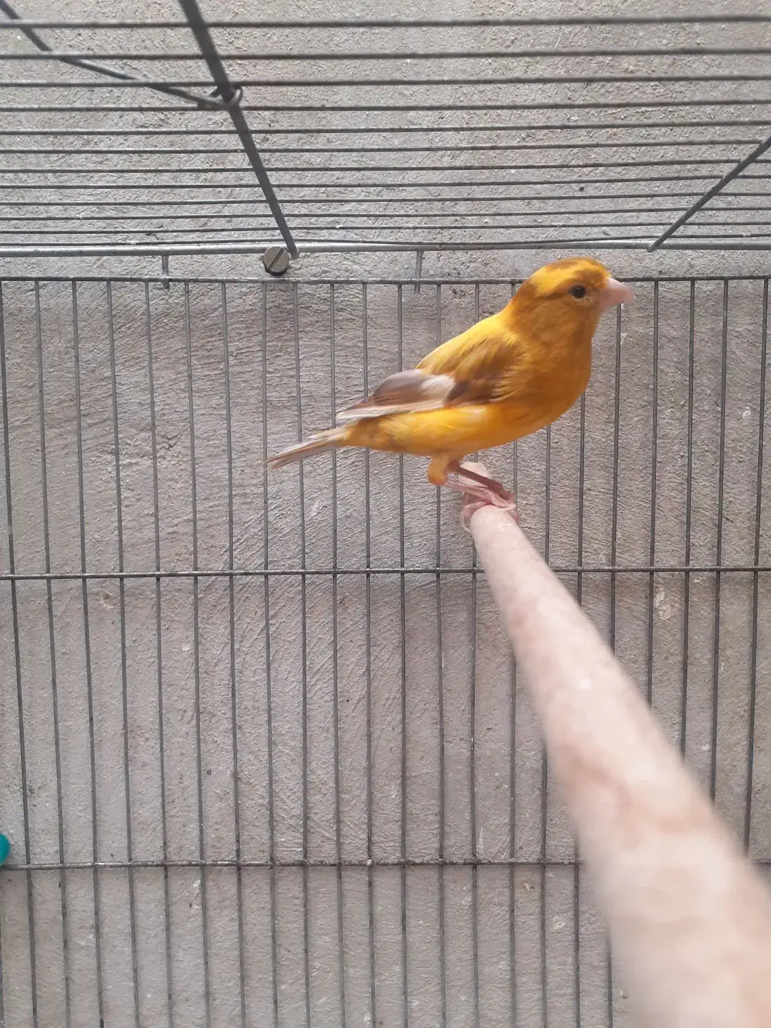 قناری نر|پرنده|کرمان, |دیوار