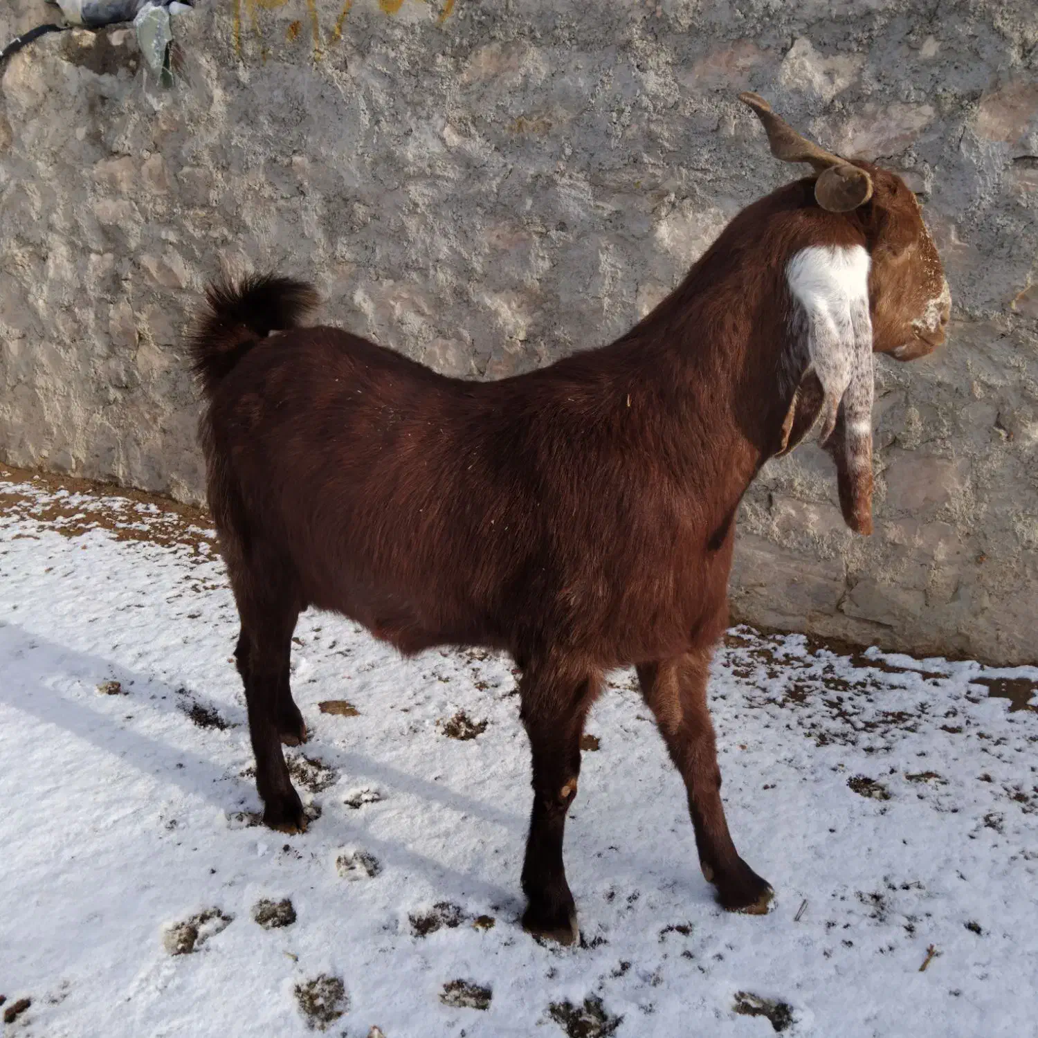 بز اسرایلی|حیوانات مزرعه|قیدار, |دیوار