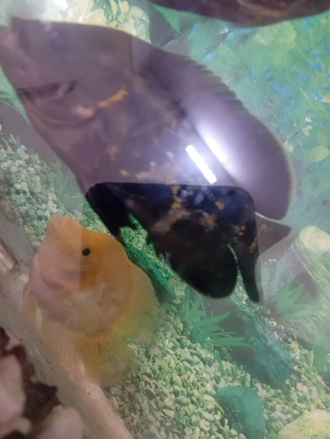 ماهی گوشتخوار|ماهی|مشهد, مهدی آباد|دیوار