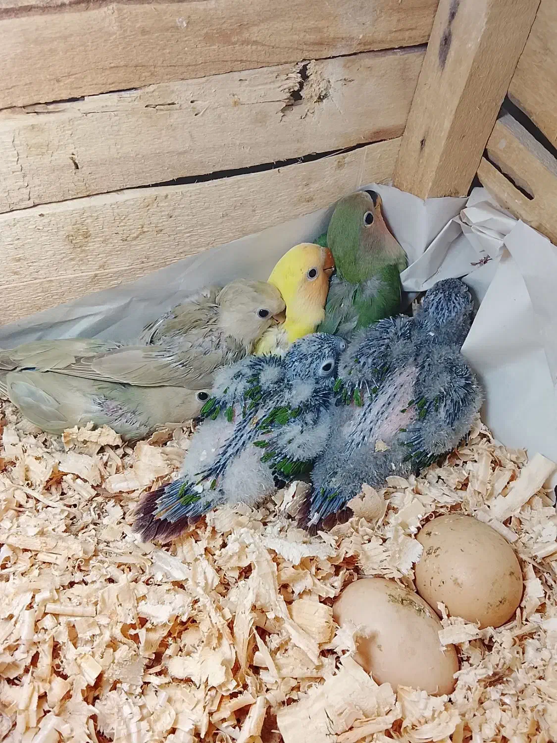 جوجه گرین چیک و برزیلی|پرنده|اهواز, کوی سعدی|دیوار