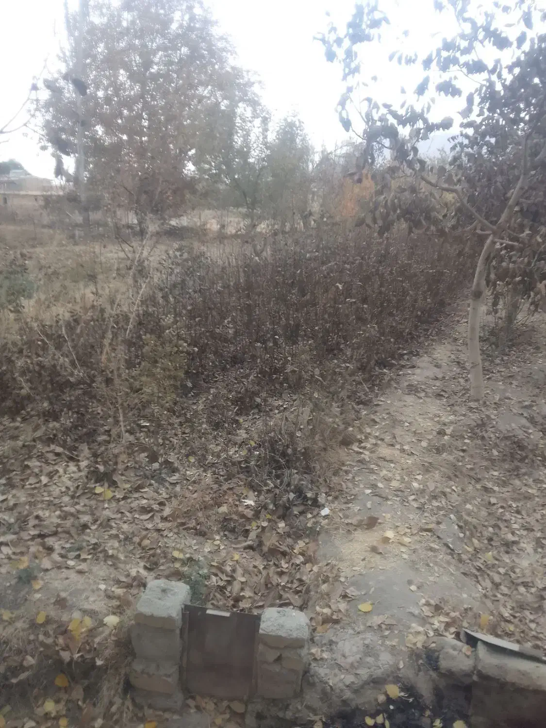 نهال گردو مخصوص پایه|خدمات باغبانی و درختکاری|گلپایگان, |دیوار