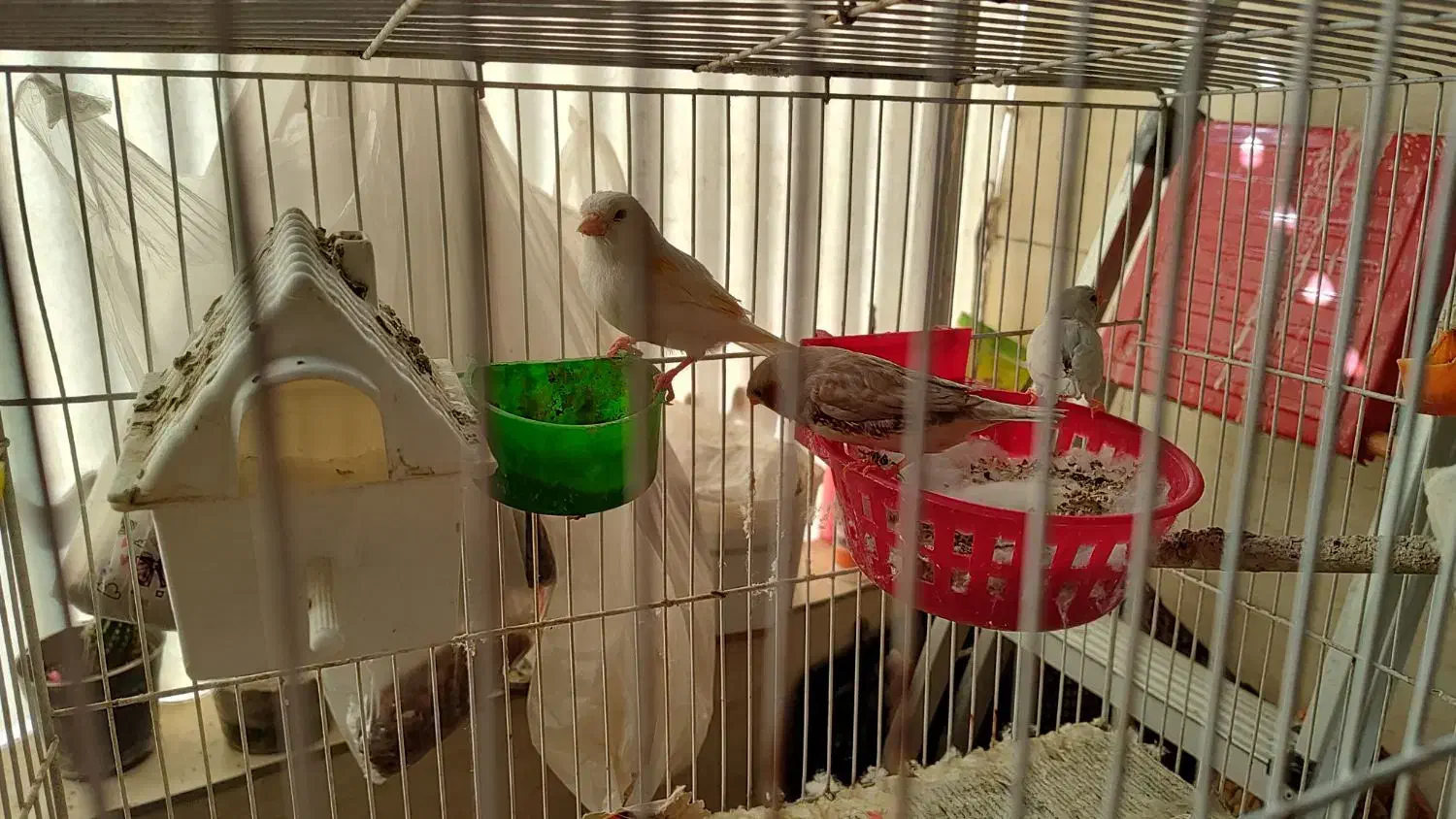 فنچ کینگ|پرنده|قرچک, مهدیه|دیوار