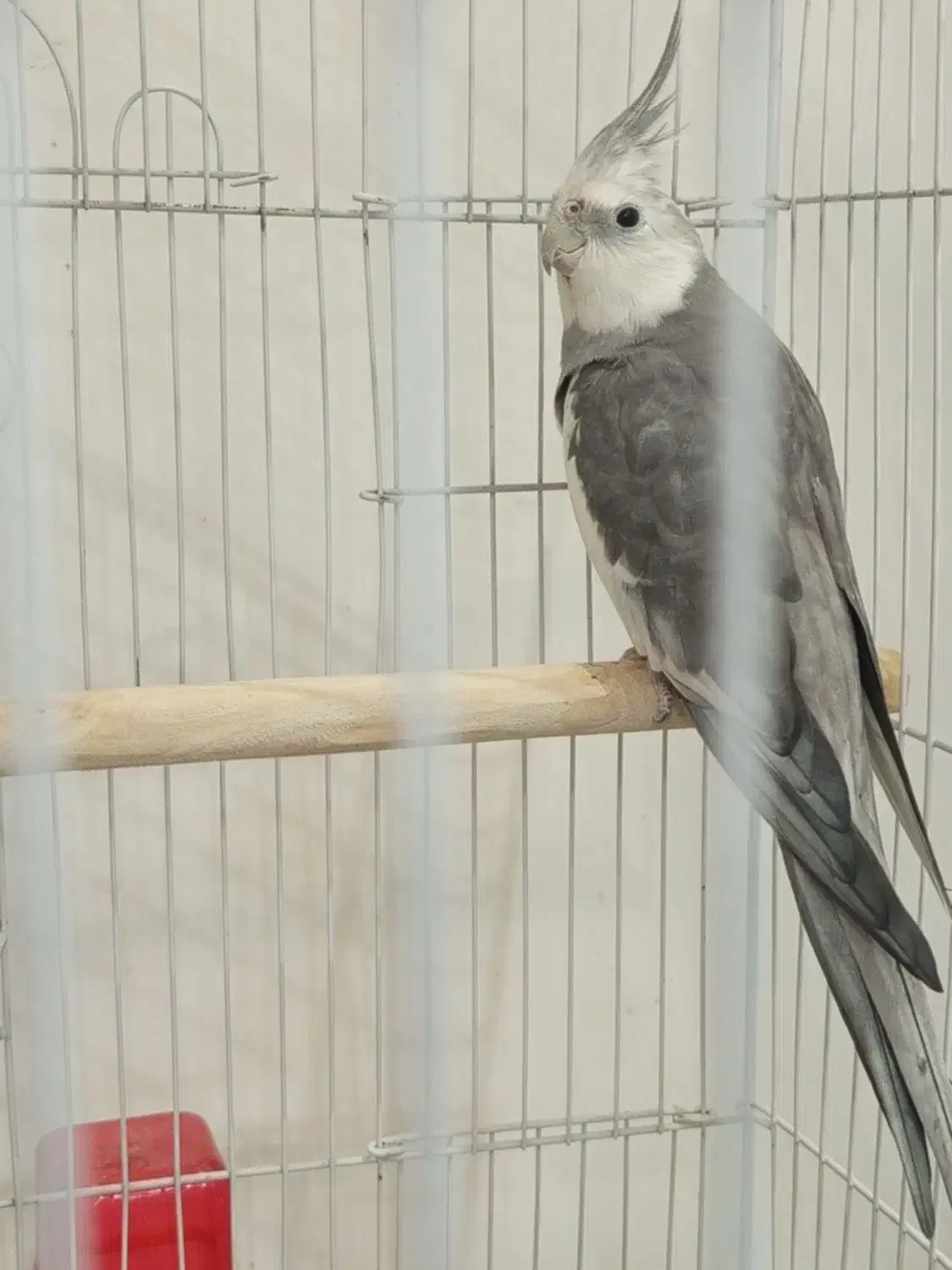 عروس هلندی وایت فیس نر|پرنده|تولم شهر, |دیوار