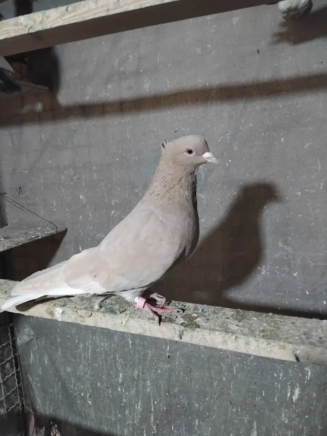 کبوتر گمشده|حیوانات|تهران, جوادیه|دیوار